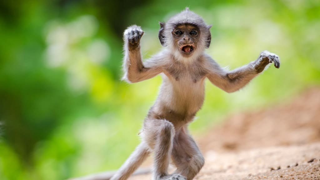 monkey on two legs